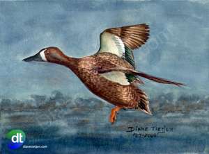 Bluewinged Teal