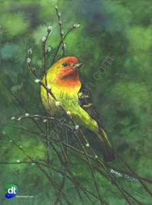 Western Tanager