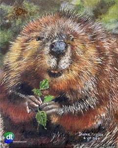 Mr Beaver